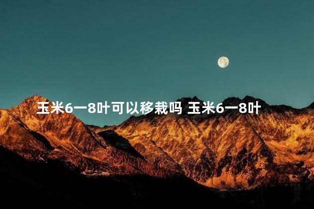 玉米6一8叶可以移栽吗 玉米6一8叶能移栽吗